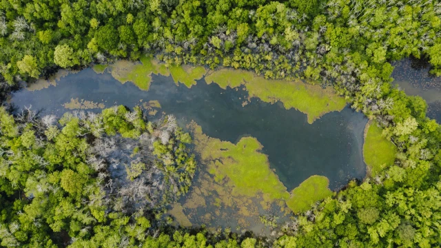 A birds-eye view of a small lake in a forest.