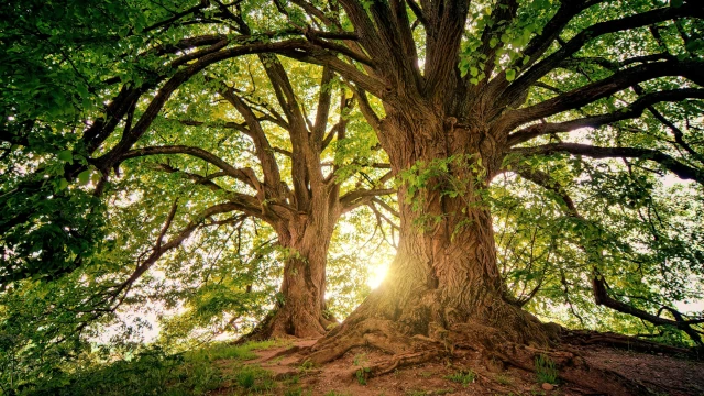 A photo of two ancient, large trees, with the sun rising between them.
