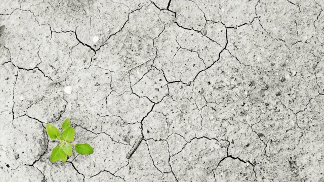 A birds-eye view of a small patch of scorched earth. Through one of the cracks in the soil, in the bottom-left corner, a small plant emerges.