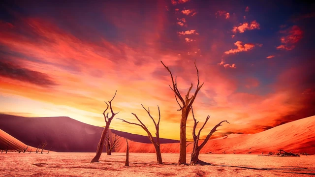 An AI-generated stock photo of a desert with a group of five dead trees. The sky has been given a dramatic effect by colouring it bright orange and yellow.