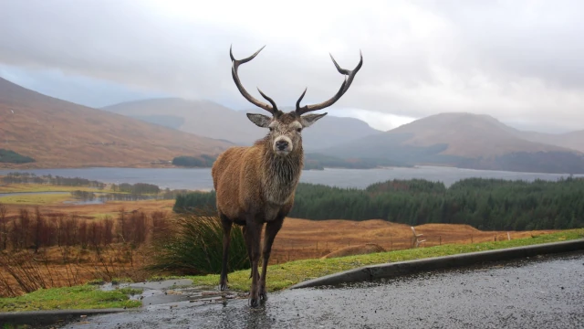 A photo of a Scottish deer standing on a road, with a loch in the background.