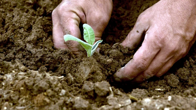 A close-up photo of someone planting a small plant in the soil.